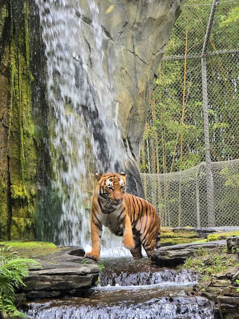 Critical Care When Boats Strike