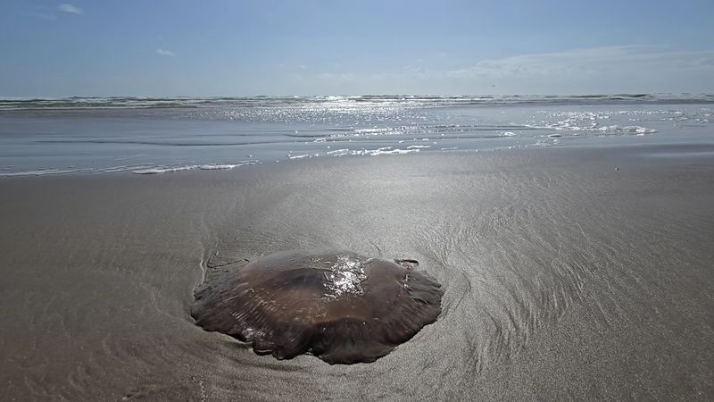 Mustang Island State Park