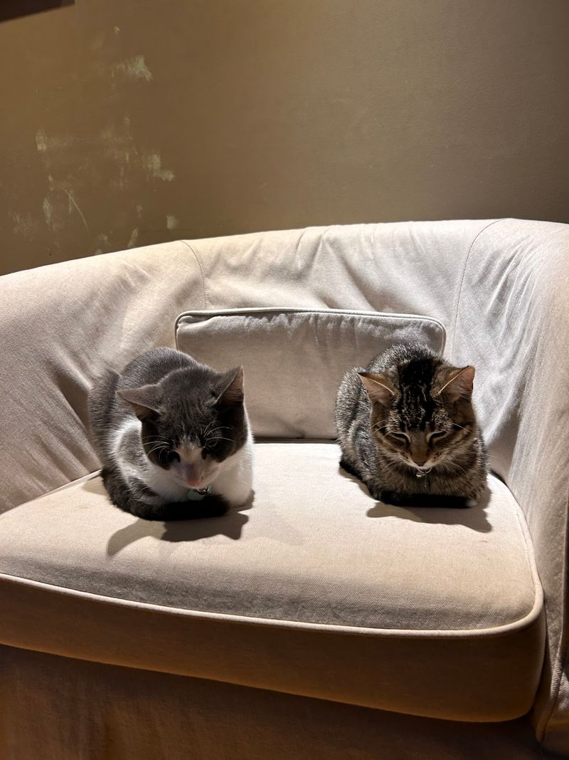 Matching Kitties To The Right Homes