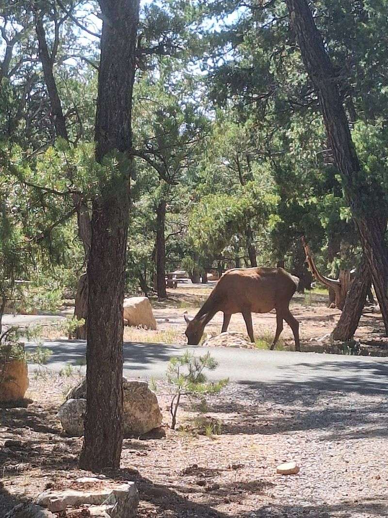 Mather Campground, Grand Canyon South Rim
