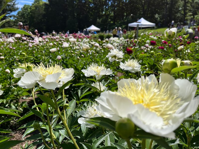 Nichols Arboretum, Ann Arbor