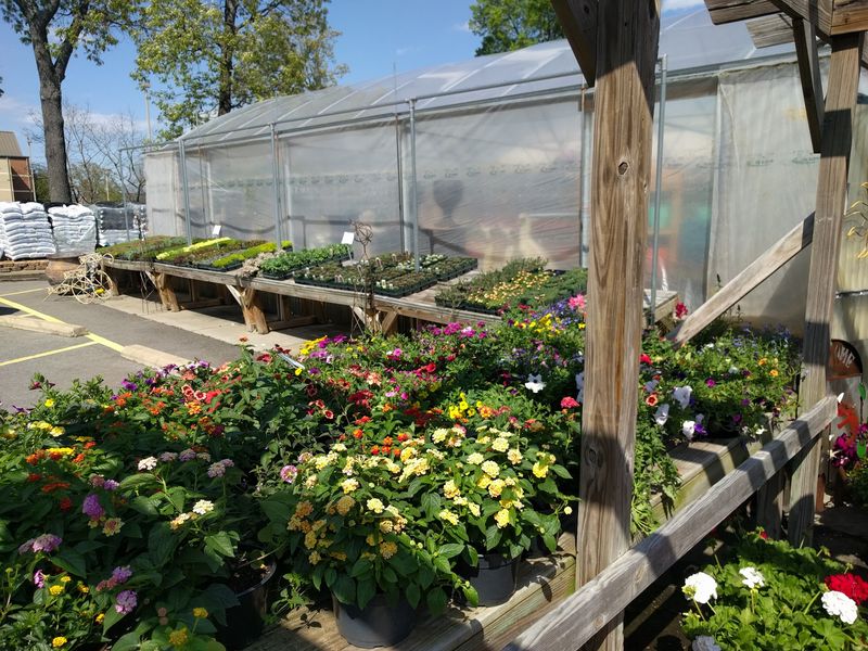Mature Trees Create A Full Outdoor Nursery Scene