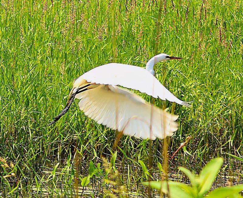 Ottawa National Wildlife Refuge, Oak Harbor, OH