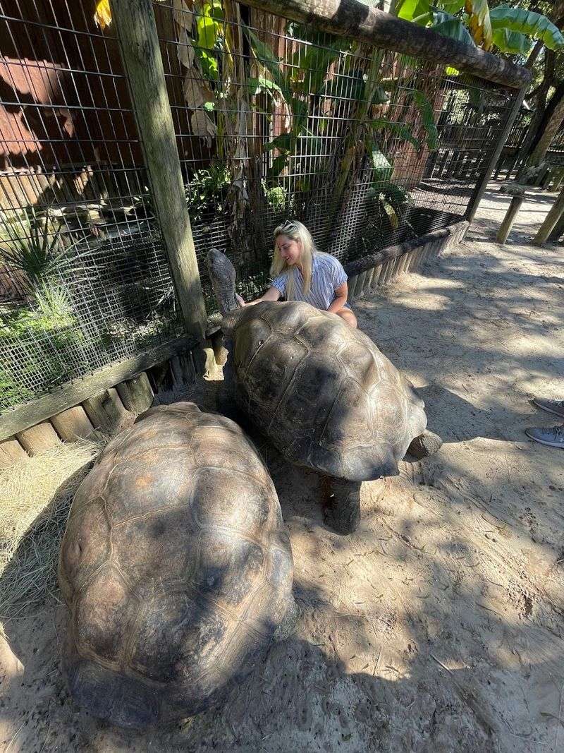 Giant Galapagos Tortoises And A Surprising Animal Lineup