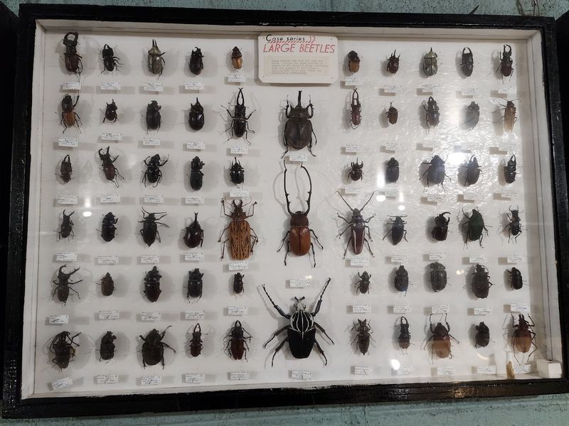 May Natural History Museum - Near Colorado Springs