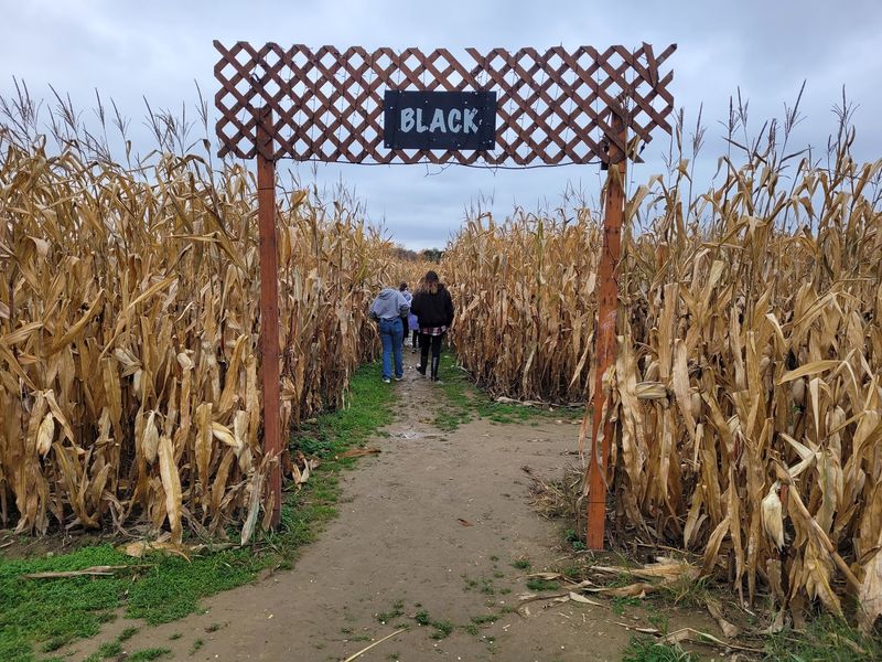 Maze Craze Corn Maze, New Springfield