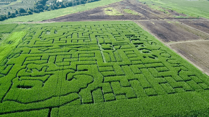 Mazes, Slides, And Bouncing Fun