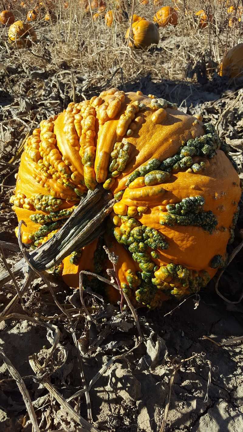 Mazzotti Farms