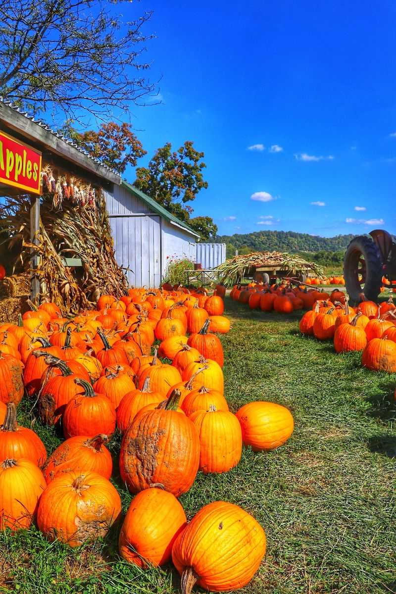 McGlasson Farms