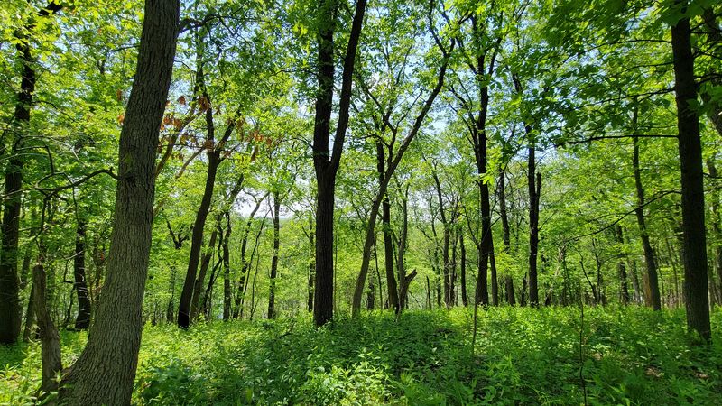 McKinley Woods Frederick's Grove Campground, Channahon McKinley Woods Frederick's Grove Campground, Channahon