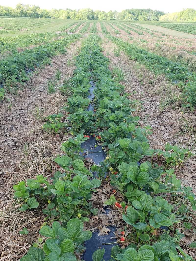 McLaughlin Strawberry Farm And Vegetables, Murphysboro, IL McLaughlin Strawberry Farm And Vegetables, Murphysboro, IL
