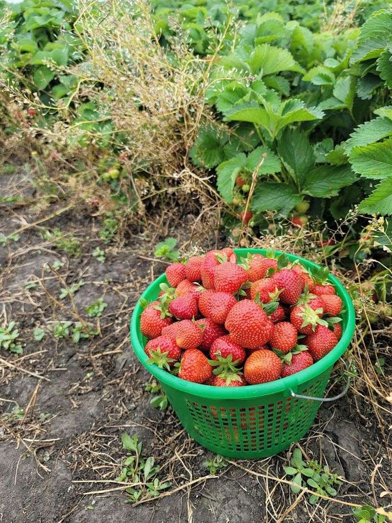 Olive Berry Acres, Mazon