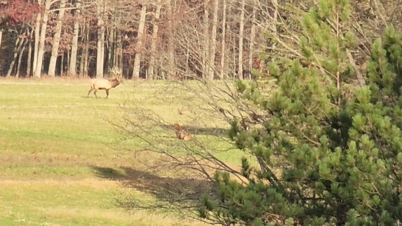 Meadows And Food Plots Draw The Biggest Crowds Of Elk