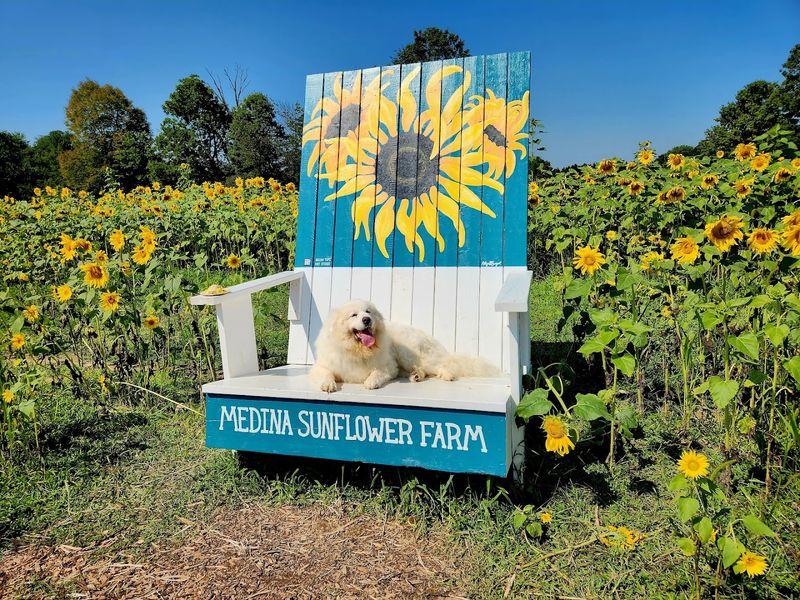 Medina Sunflower Farm, Wadsworth Medina Sunflower Farm, Wadsworth