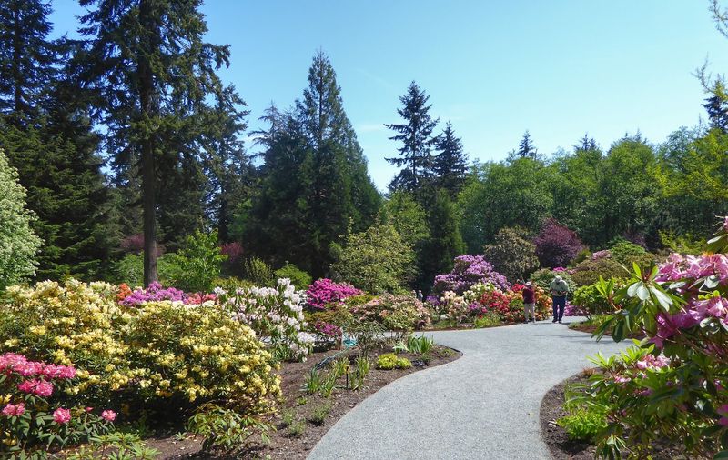 Meerkerk Rhododendron Gardens, Whidbey Island, Washington Meerkerk Rhododendron Gardens, Whidbey Island, Washington