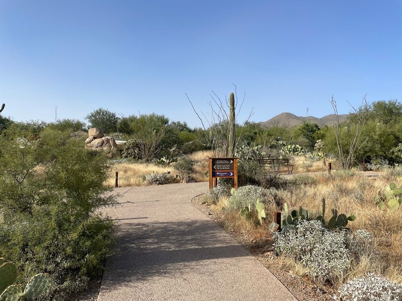 Meet Arizona's Cast of Glowing Scorpions