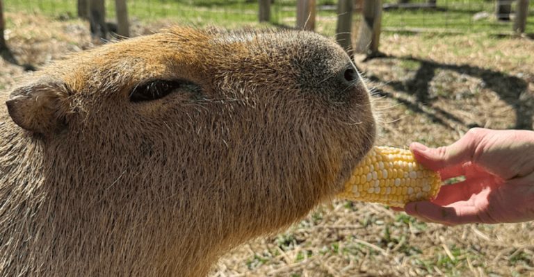Meet Capybaras And Other Exotic Creatures Up Close At This Pennsylvania Animal Encounter
