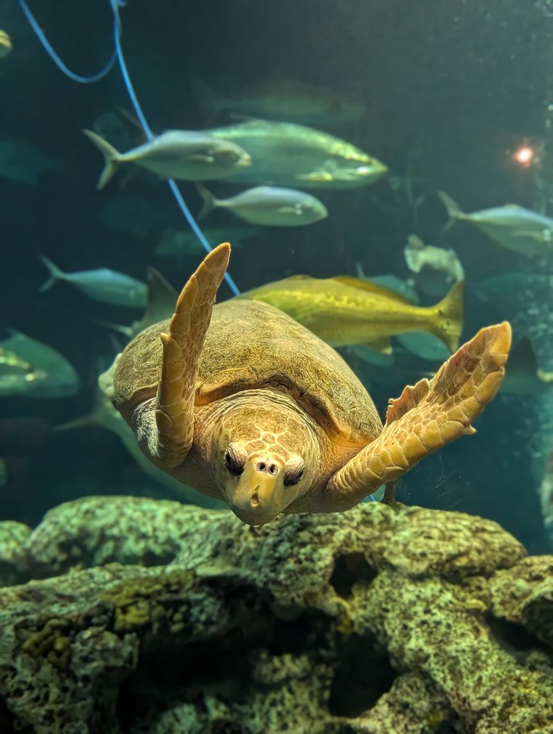 Meet Caretta, The Loggerhead Superstar