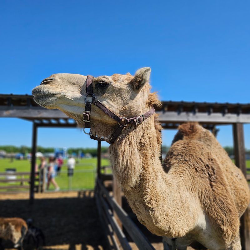 Meet Dewey The Camel And Friends