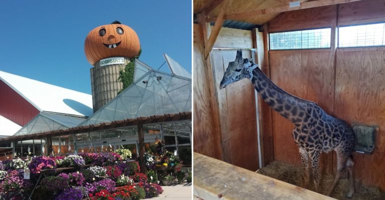 Meet Giraffes Face-To-Face And Find Giant Pumpkins At This Unusual Illinois Farm