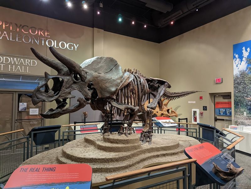Meet Homer, The Teenage Triceratops Meet Homer, The Teenage Triceratops