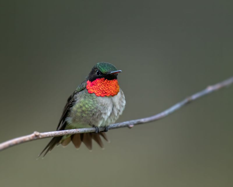 Meet Illinois' Tiny Flying Jewels