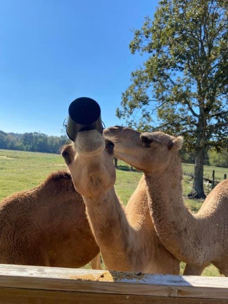 Saddle Up For A Gentle Camel Ride Experience