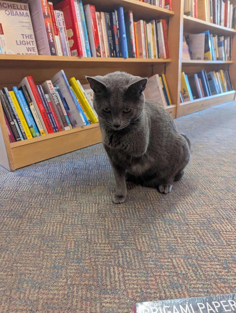 Meet Lucky, The Three-Legged Shop Cat