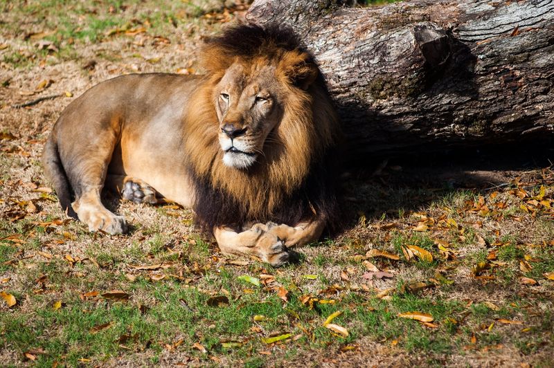 Explore Big Cats Primates And Exotic Species