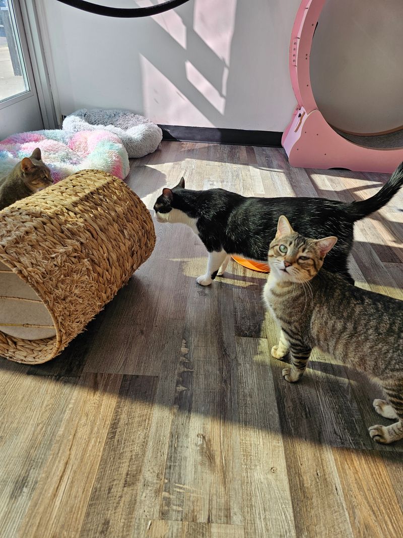 Use Treats Thoughtfully