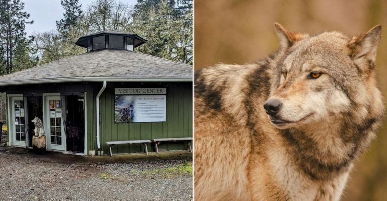 Meet Rescued Wolves At This Peaceful Washington Sanctuary