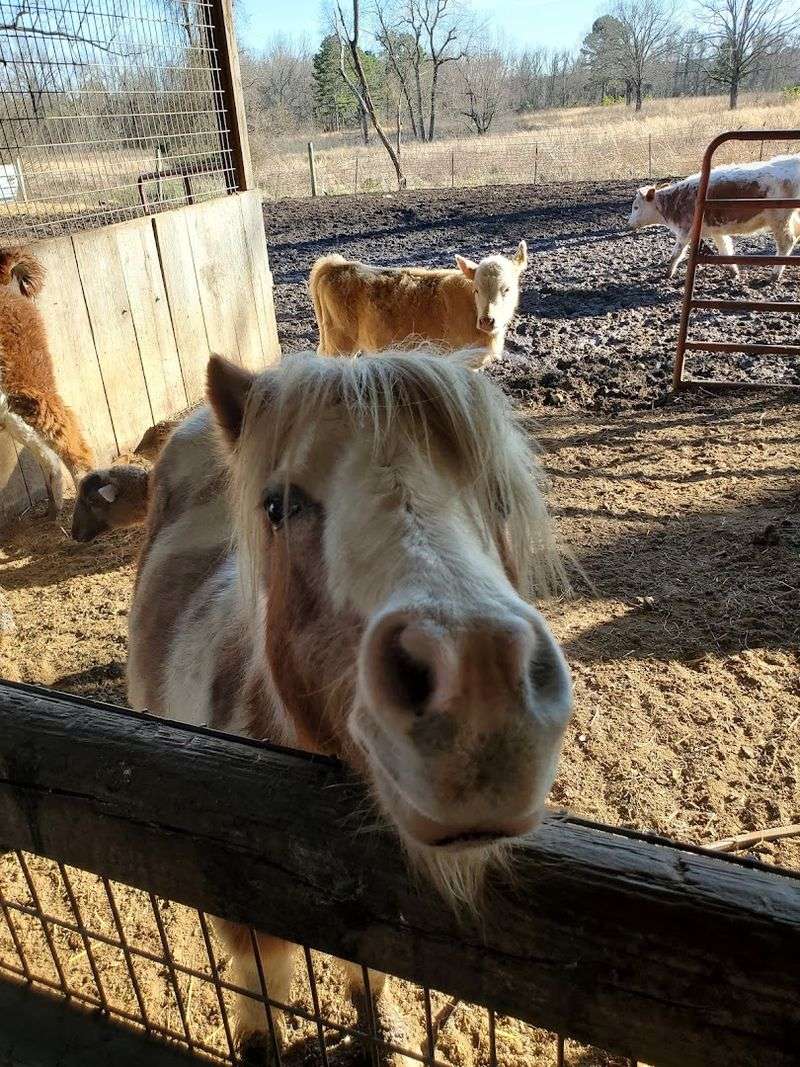 Meet The Barnyard Residents Up Close Meet The Barnyard Residents Up Close