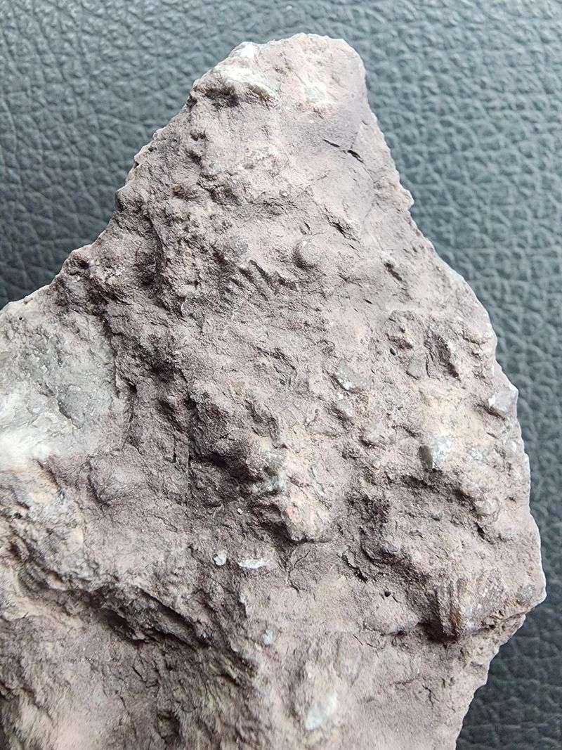 Meet The Brachiopods Hiding In The Gray Rock Meet The Brachiopods Hiding In The Gray Rock