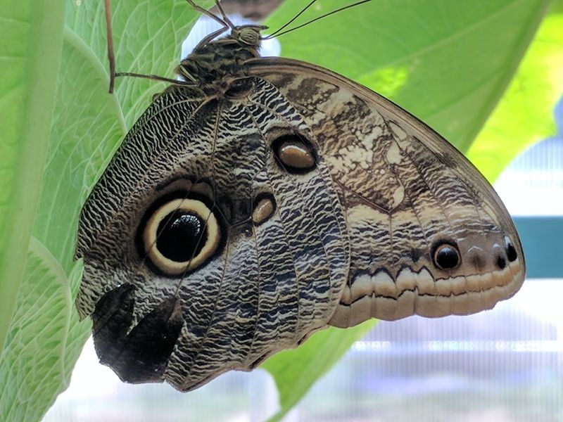 Chrysalis Window Patience