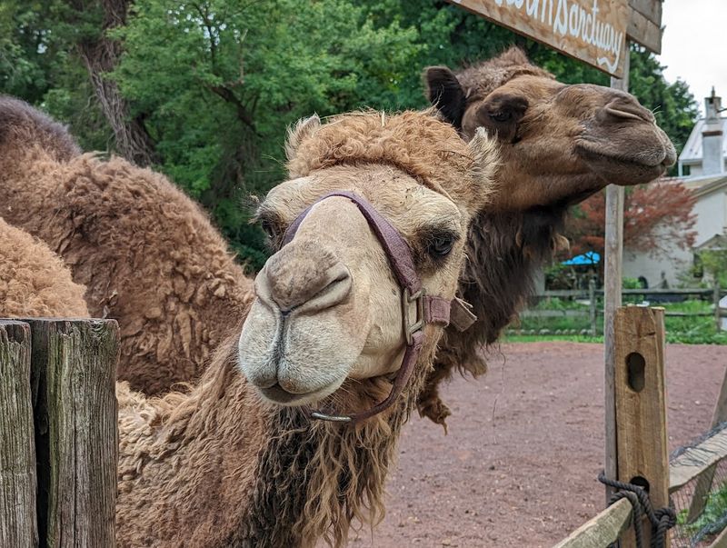 Meet The Camel Up Close Meet The Camel Up Close