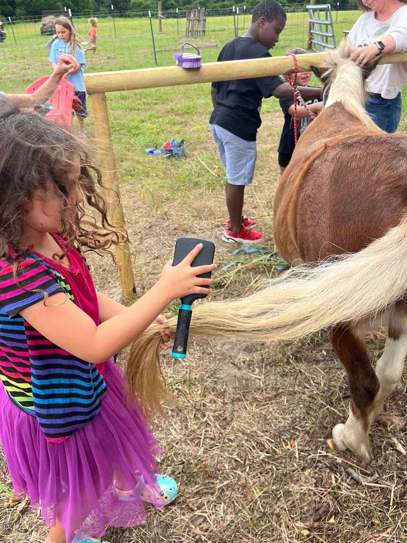 Meet The Chatty Donkey And Stunning Pony