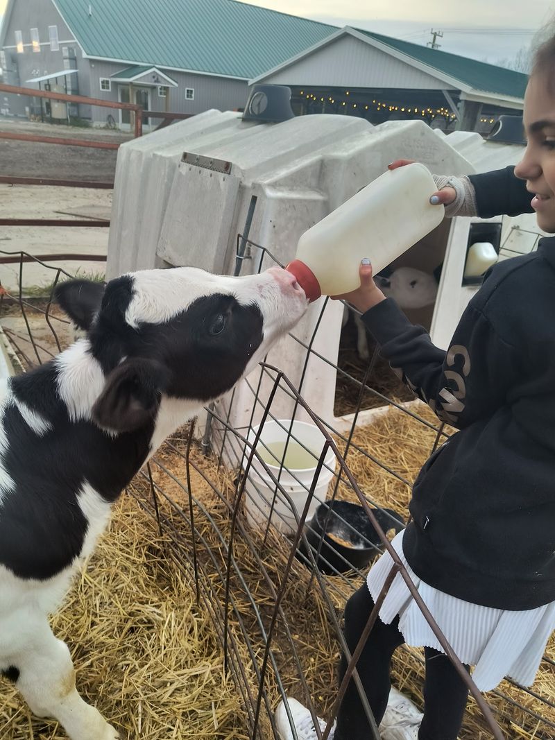 Meet The Cows With Care