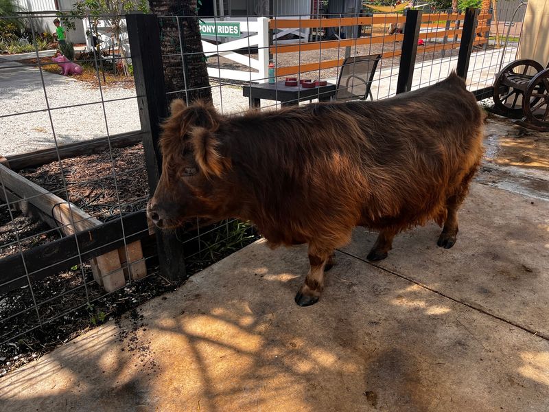 Meet The Cuddly Capybaras