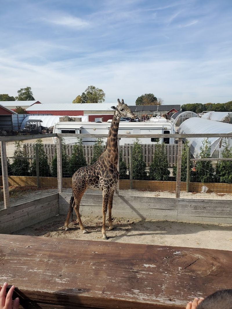 Meet The Farm Giraffe
