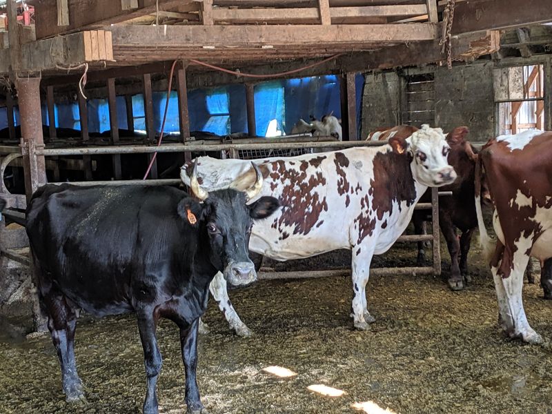 Meet The Farm Residents