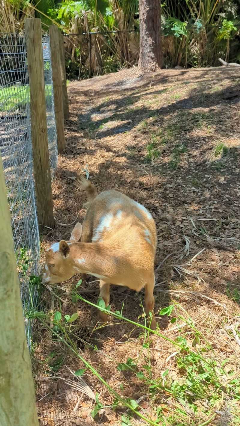 Meet The Friendly Petting Zoo Animals