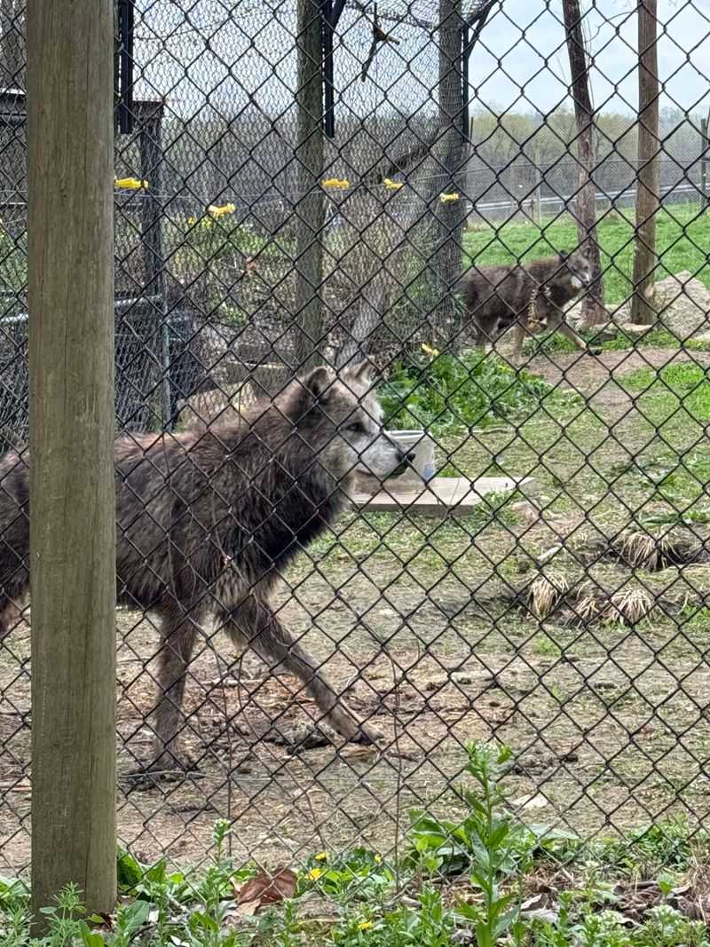 Wolves At The Windows And Other Carnivore Encounters