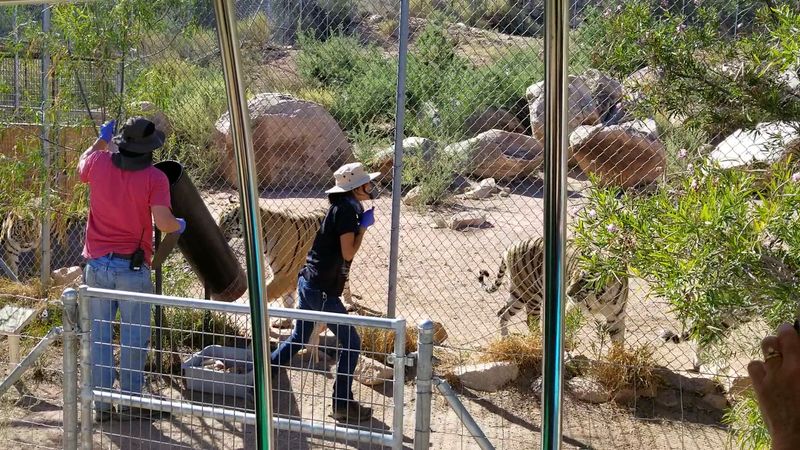 Guided Safari Tours That Get You Up Close