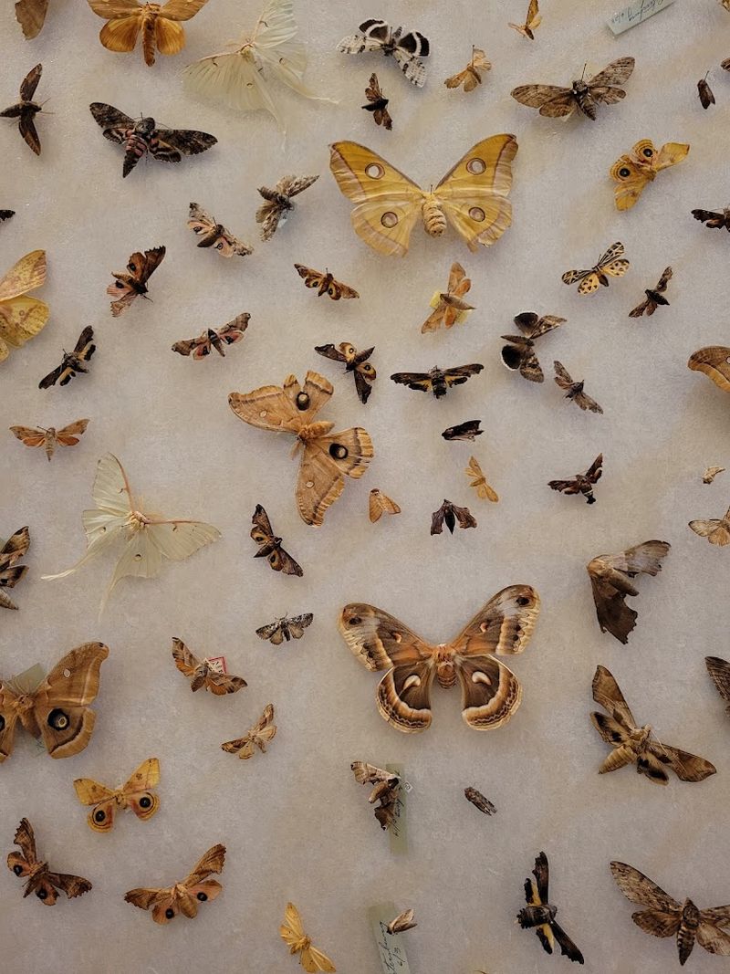 Pin Your Own Butterfly