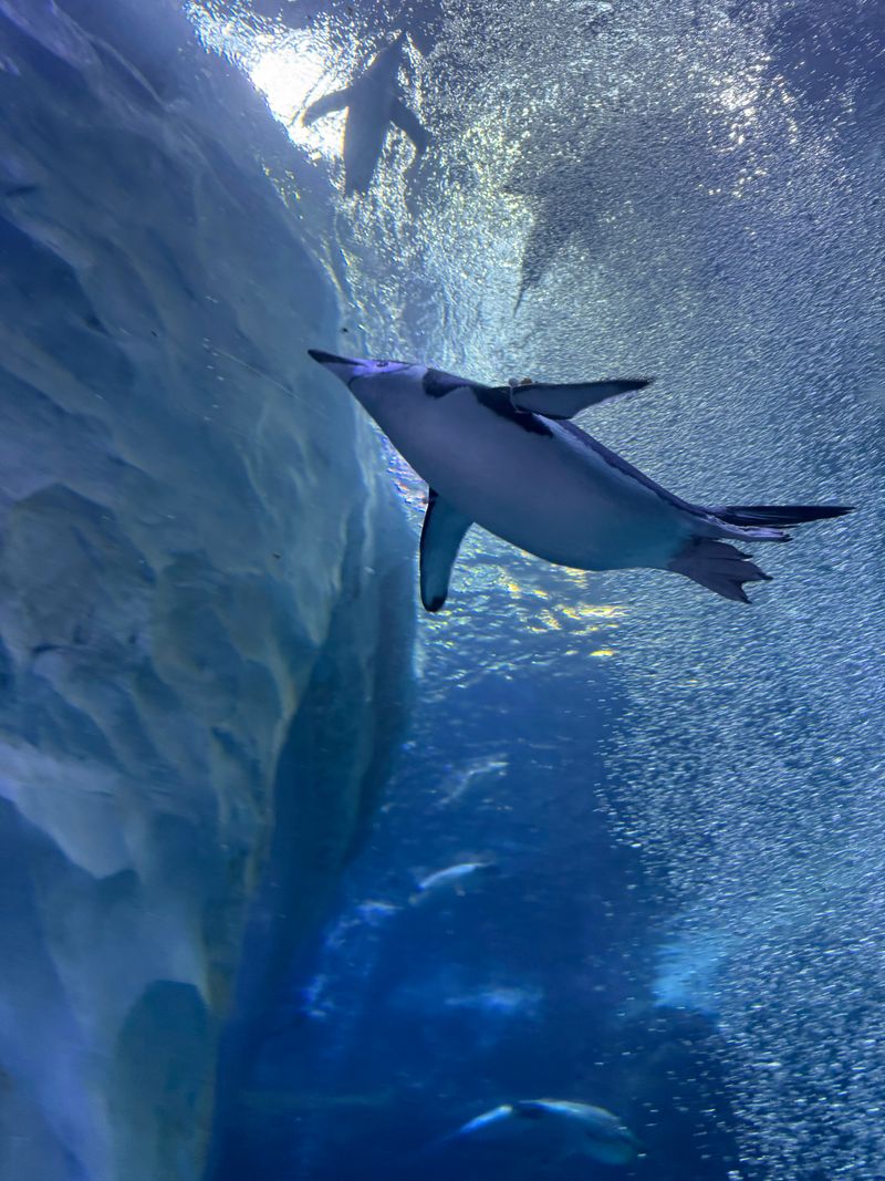 Watch For Underwater Bursts