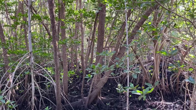 Meet The Mangroves, Nature's Stilt Walkers Meet The Mangroves, Nature's Stilt Walkers