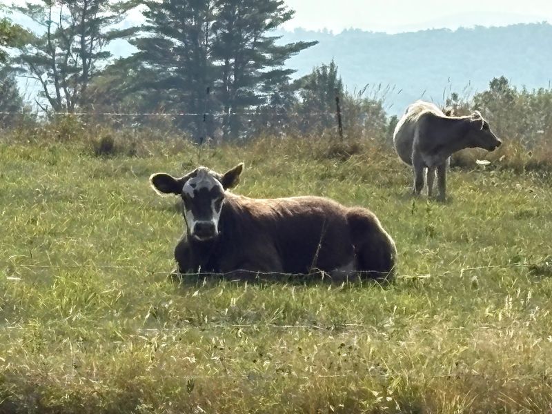 Meet The Mellow Cattle Breed Behind Every Steak Meet The Mellow Cattle Breed Behind Every Steak