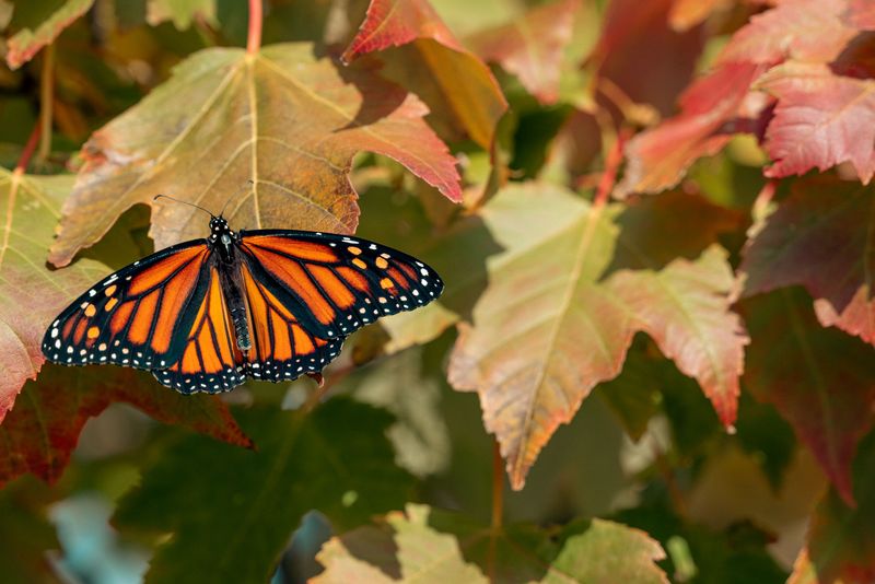 Meet The Monarch Super Generation Meet The Monarch Super Generation