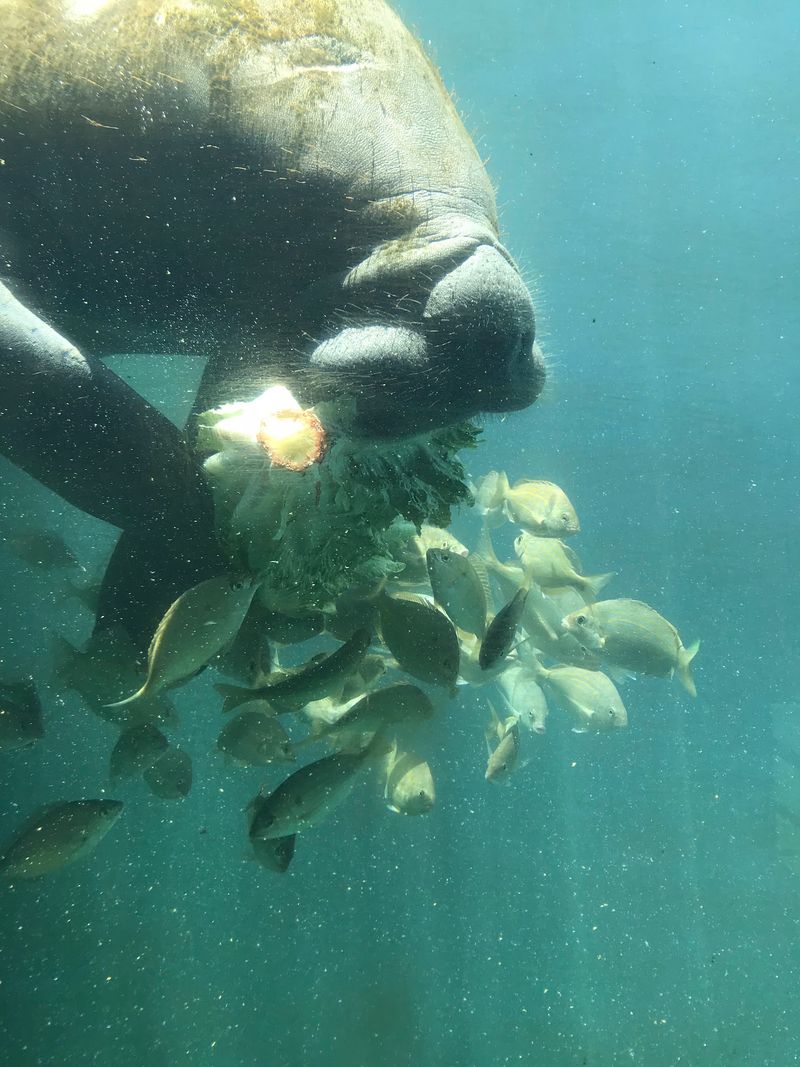 Meet The Native Florida Animals