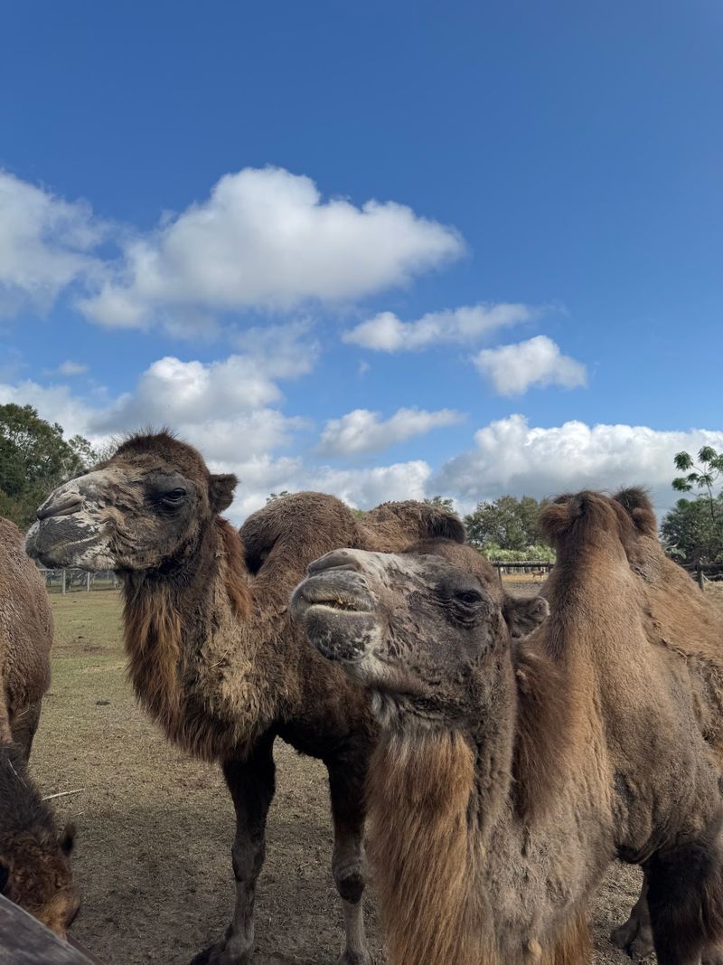 Meet The Owners Who Know Every Animal by Name